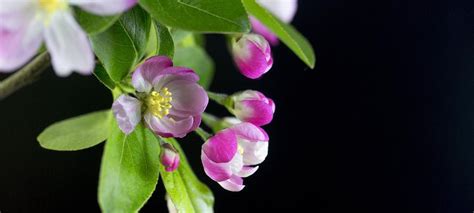 海棠花 象徵|海棠花的象征意义及寓意（传承千年的美丽与坚韧）